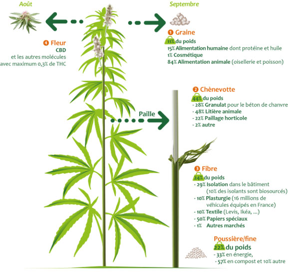 Interchanvre La Culture